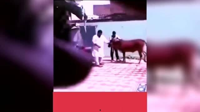 搞笑视频爆料大全,笑点满满，欢乐无限  第2张